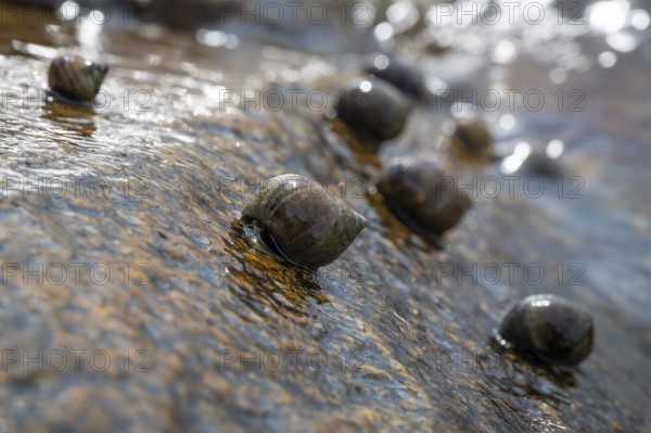 Sea snails on a rock being washed over by the surf, Resö Island, Bohuslän, Skagerrak, Sotenäs,