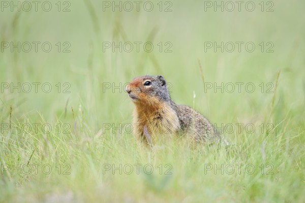 Columbia ground squirrel (Urocitellus columbianus, Spermophilus columbianus), Jasper National Park,