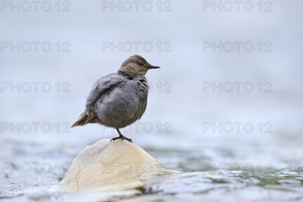 Grey White-throated Dipper (Cinclus mexicanus) standing on a rock in the water, Waterton Lakes
