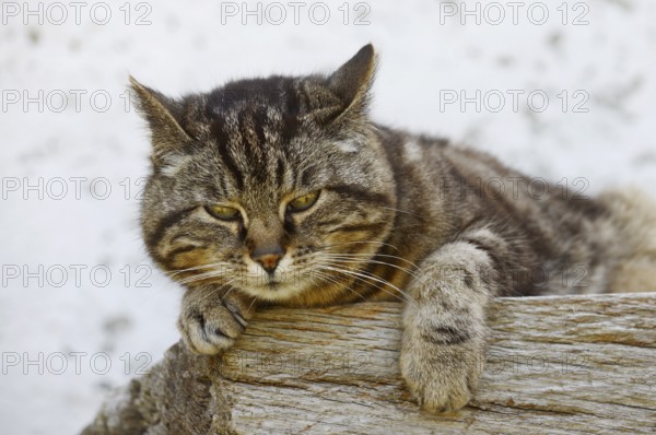 Domestic cat (Felis catus) lying on a wooden bench, Brittany, France