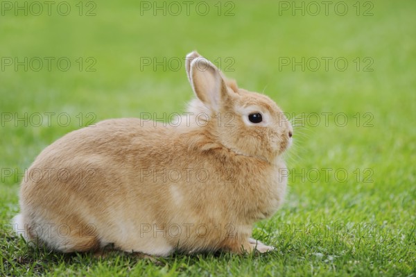 Dwarf rabbit (Oryctolagus cuniculus forma domestica) in a meadow, North Rhine-Westphalia, Germany