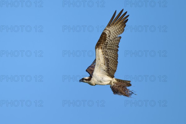 Osprey flying with outstretched wings under a clear sky, Osprey (Pandion haliaetus), Flamingo,