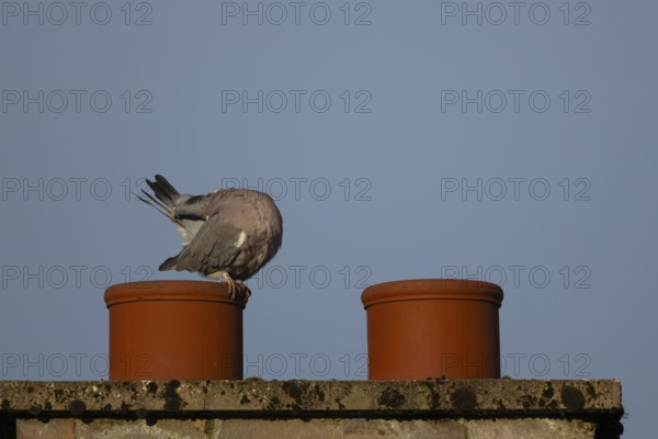 Wood pigeon (Columba palumbus) adult bird preening its tail feathers on an urban chimney pot,