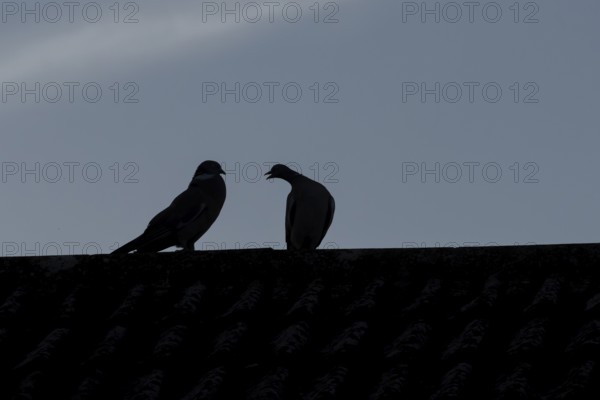 Wood pigeon (Columba palumbus) two adult birds performing their love courtship display on an urban