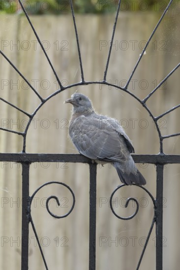 Wood pigeon (Columba palumbus) juvenile baby squab bird sitting on an urban garden metal gate,