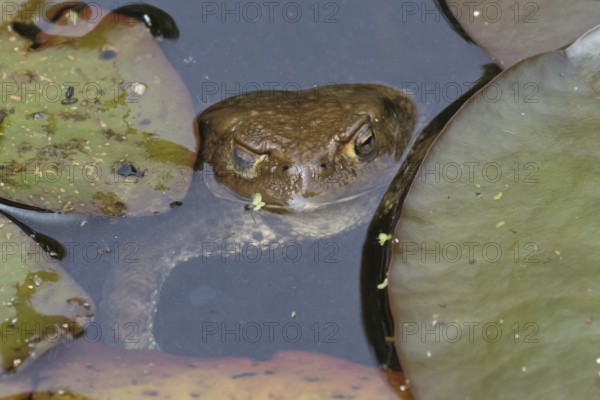 Common toad (Bufo bufo) adult amphibian on the water surface of a garden pond, England, United