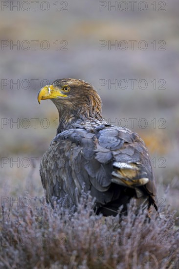 White-tailed eagle, Eurasian sea eagle (Haliaeetus albicilla) adult on the ground in moorland,