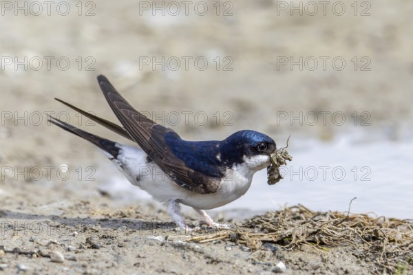 Common house martin, northern house martin (Delichon urbicum) collecting mud in beak from puddle