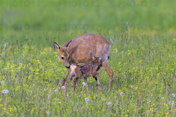 European roe deer (Capreolus capreolus) female, doe sniffing single fawn in meadow, grassland with