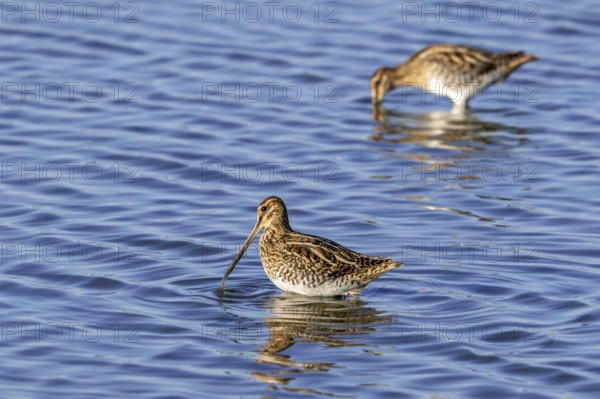 Two common snipes (Gallinago gallinago) foraging in shallow water by probing soft mud in pond in