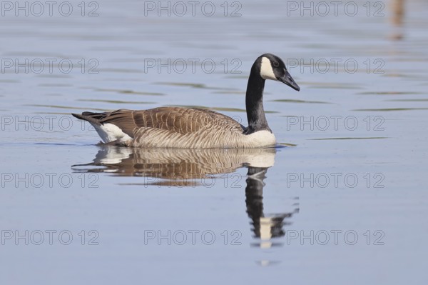 Canada goose (Branta canadensis), swimming on a lake, wildlife, birds, geese, nature reserve