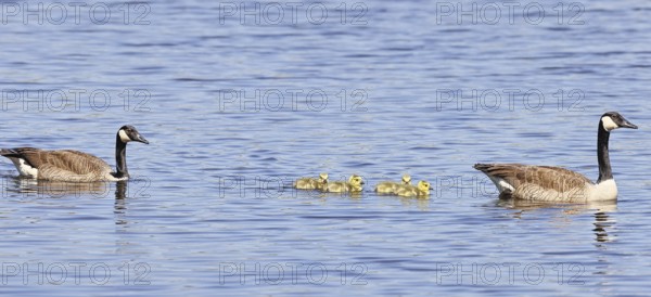 Canada goose (Branta canadensis), pair swimming with chicks on a lake, animal pair, wildlife,