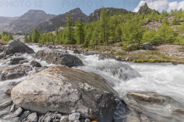 A rushing river cascades over smooth stones, surrounded by lush green trees and majestic mountains.