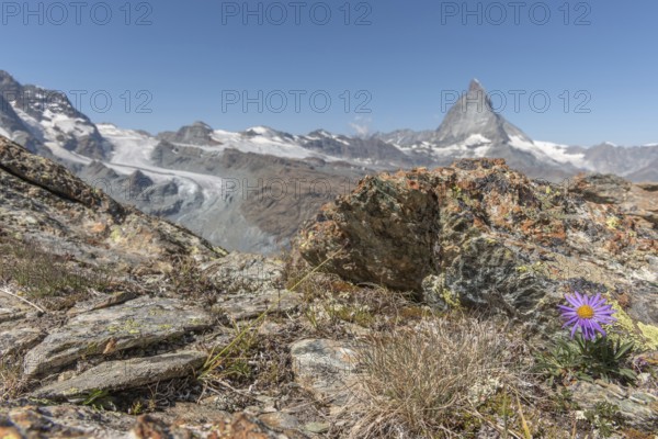 A solitary purple wildflower Aster des Alpes (Aster alpinus) rises from the rocky ground and