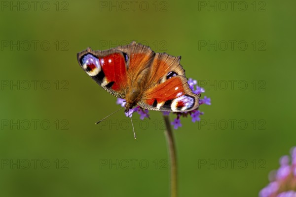 Butterfly, peacock butterfly (Aglais io), Purpletop vervain (Verbena bonariensis), Burgstemmen,