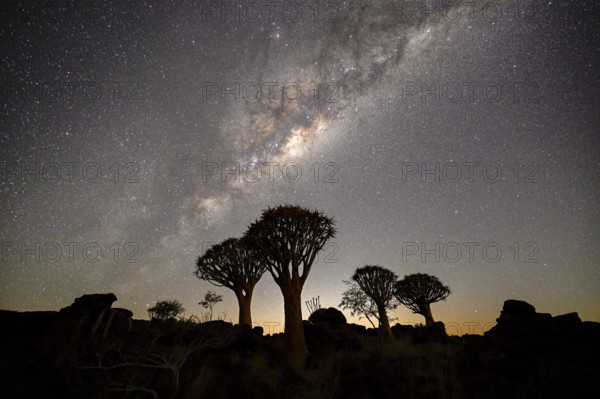 Quiver trees (Aloe dichotoma) under the starry sky, quiver tree forest near Keetmanshoop, Karas