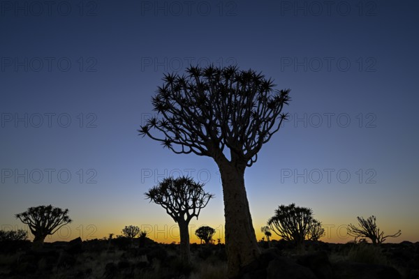 Quiver trees (Aloe dichotoma) in first daylight, quiver tree forest near Keetmanshoop, Karas