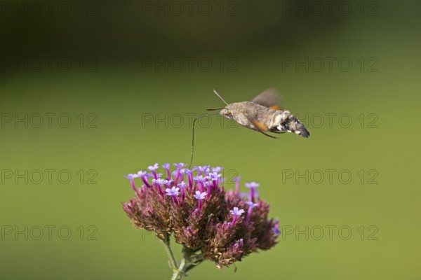 Butterfly, pigeon tail (Macroglossum stellatarum), also known as hummingbird butterfly or