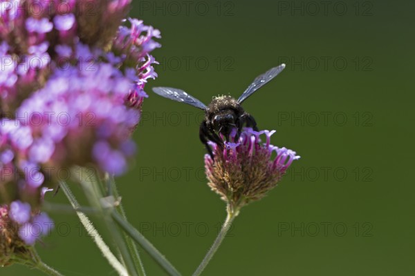 Wood bee (Xylocopa), Purpletop vervain (Verbena bonariensis), Burgstemmen, Nordstemmen, Lower