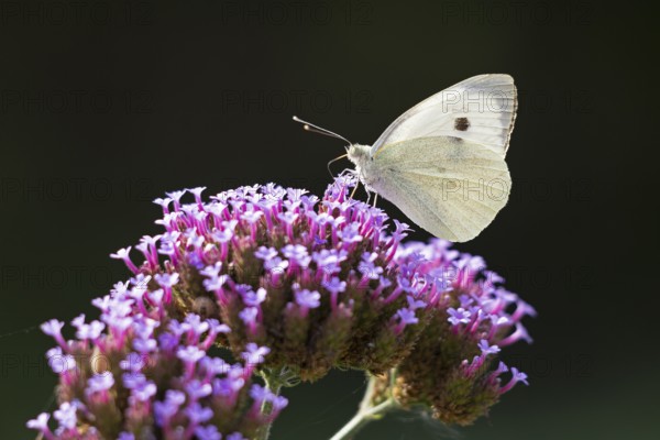 Butterfly, Cabbage butterfly (Pieris brassicae), Purpletop vervain (Verbena bonariensis),
