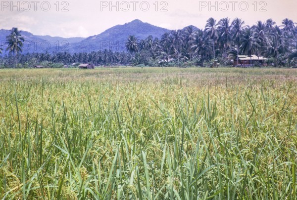 Rice cultivation paddy fields rural farming agriculture countryside area, Penang, Penang Island,