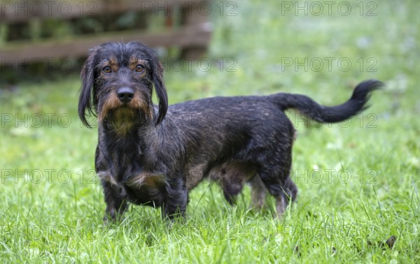 Rough-haired dachshund (Canis lupus familiaris) male, 4 years, attentive, in a meadow, in garden,