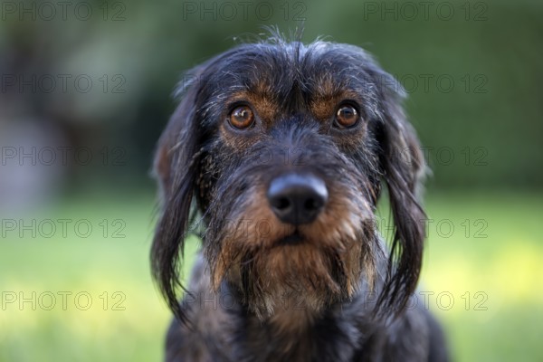 Rough-haired dachshund (Canis lupus familiaris) male, 4 years, animal portrait, attentive,