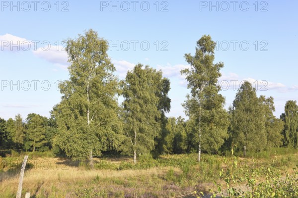 Heath landscape with heather (Calluna vulgaris) and birch trees and blue sky, Trupacher Heide