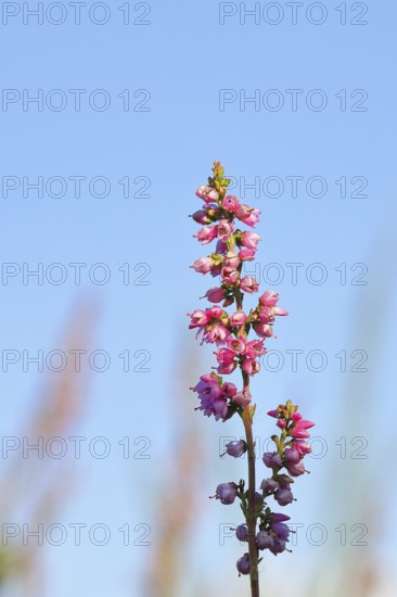 Flowering heather (Calluna vulgaris), heather, Trupacher Heide nature reserve, Siegen, North