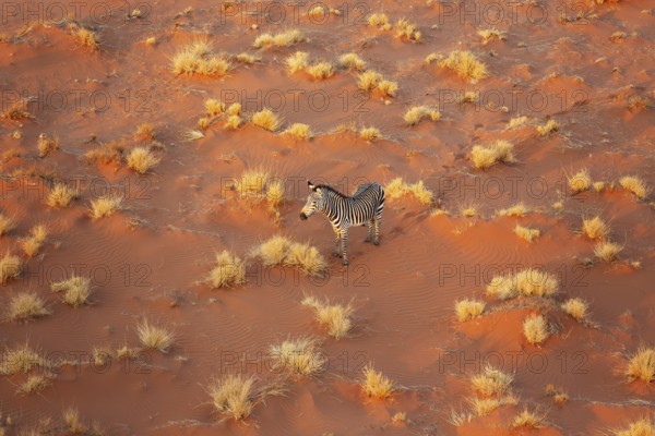 Hartmann's Mountain Zebra (Equus zebra hartmannae). At a sandy plain in the Namib Desert. Aerial