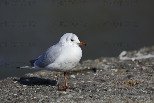 Black-headed gull (Chroicocephalus ridibundus), standing on a wall on the lakeshore, Lake Chiemsee,