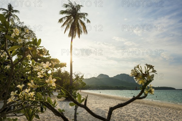 White sandy beach and coconut palms, sunset, Pearl Beach, Koh Mook, Trang Province, Southern