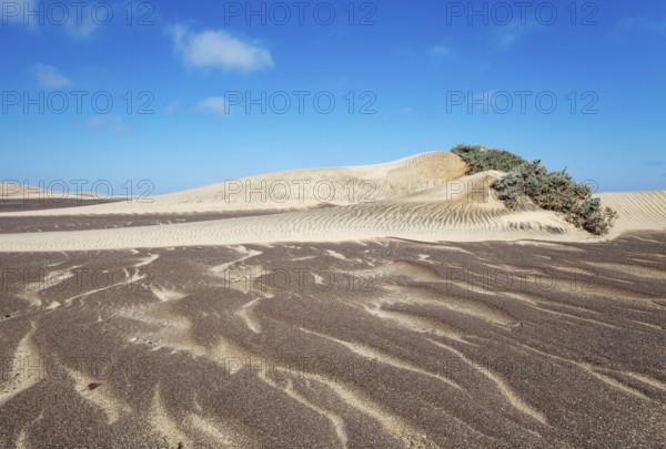 Small sand heaps form around the sparse vegetation in the Namib Desert. Skeleton Coast National