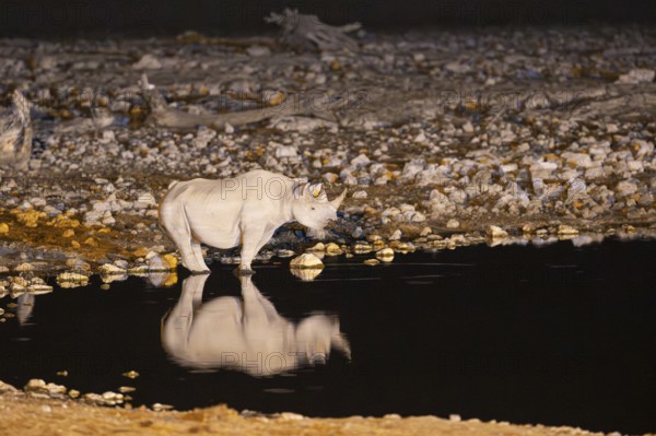 Black Rhinoceros (Diceros bicornis). Also called Hook-lipped Rhinoceros. At night at the floodlit