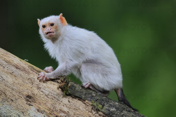 Silver marmoset (Mico argentatus, Syn.: Callithrix argentata), silver marmoset, adult, sitting on