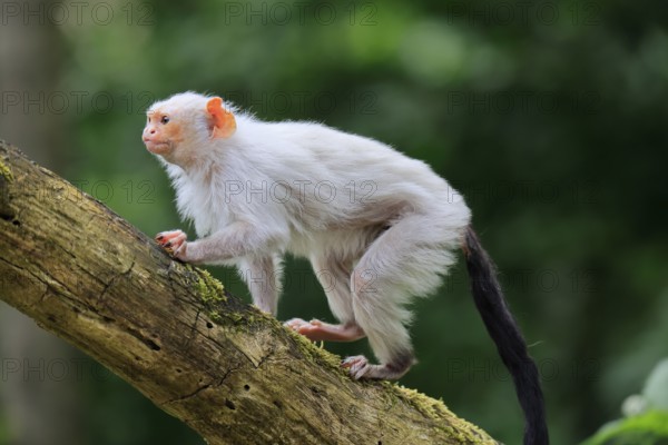 Silver marmoset (Mico argentatus, Syn.: Callithrix argentata), silver marmoset, adult, on tree
