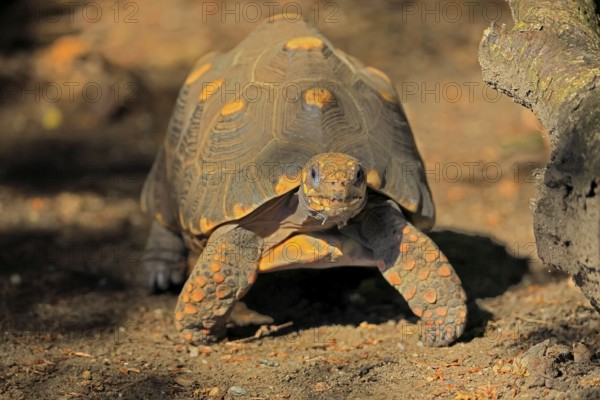 Coal turtle (Geochelone carbonaria), adult, foraging, running, South America