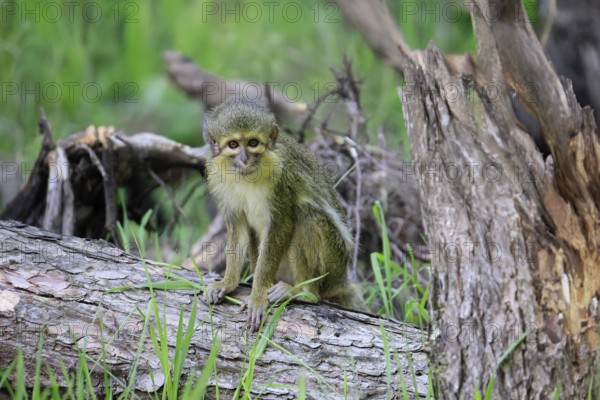 Gabon talapoin (Miopithecus ogouensis), adult, alert, on tree trunk