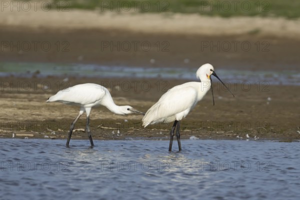 Eurasian spoonbill (Platalea leucorodia) two birds adult bird and juvenile bird in a shallow
