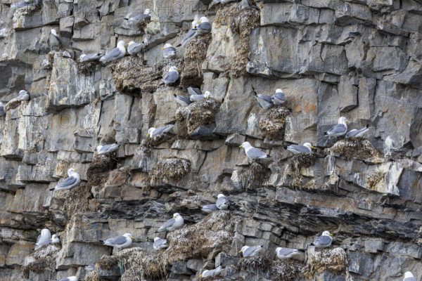 Group of kittiwakes (Rissa tridactyla) in a field wall, nesting sites, Mushamna, Spitsbergen,