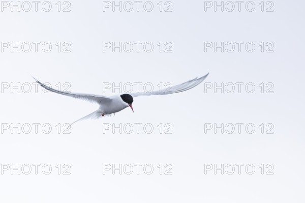 Arctic Arctic Tern (Sterna paradisaea) in a shaking flight to catch fish, Terns (Sterninae),