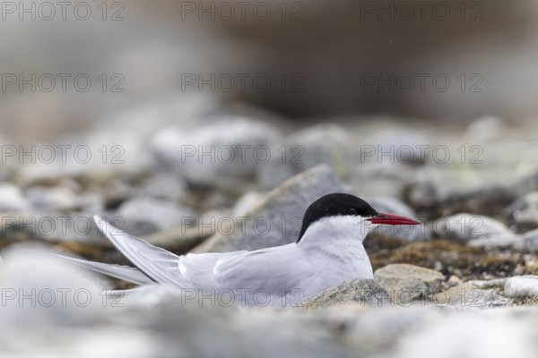 Arctic Arctic Tern (Sterna paradisaea) breeds in the gravel bed, Terns (Sterninae), Gravnesodden,