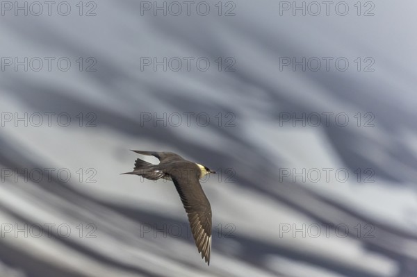 Long-tailed Skua (Stercorarius longicaudus) in flight, Aventdalen, Longyearbyen, Spitsbergen,