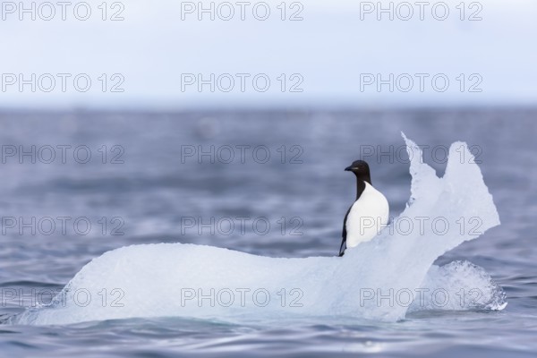 Thick-billed guillemot (Uria lomvia) on an ice floe, sea, water, alcids (Alcidae), Alkefjellet,