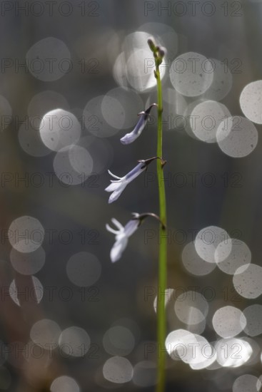 Water lobelia (Lobelia dortmanna), Emsland, Lower Saxony, Germany