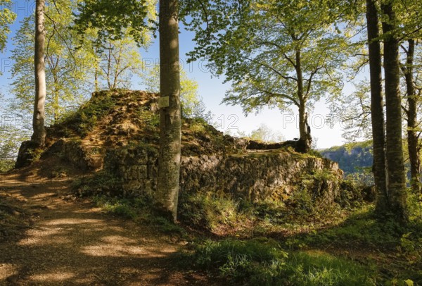 Ruin of Alter Lichtenstein near Lichtenstein Castle, eaves of the Swabian Alb, trees, deciduous