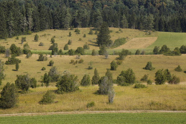 Landscape, nature, trees, meadow, juniper heath, Digelfeld near Hayingen, Swabian Alb,