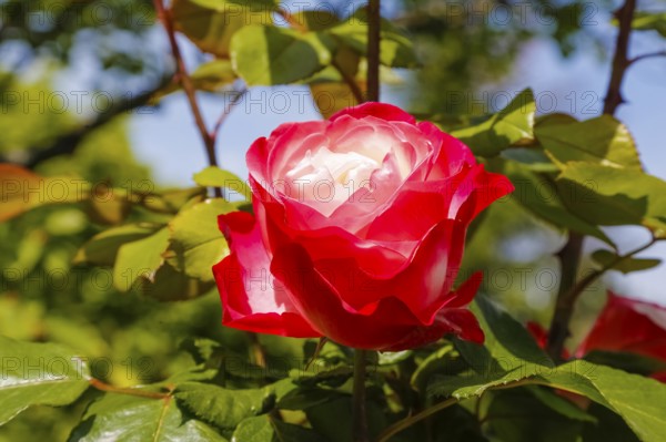 Rose (Rosa), cultivated rose, white and red blossom, green leaves, garden, flowers, plants,