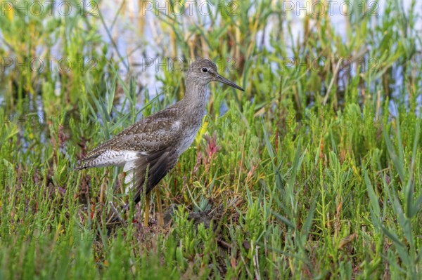 Injured common redshank (Tringa totanus) juvenile with broken wing hidden in glasswort vegetation