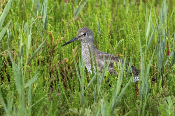 Common redshank (Tringa totanus) juvenile hidden in vegetation with glasswort on the shore of